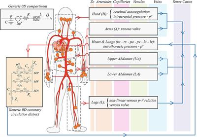 Cardiovascular Response to Posture Changes: Multiscale Modeling and in vivo Validation During Head-Up Tilt